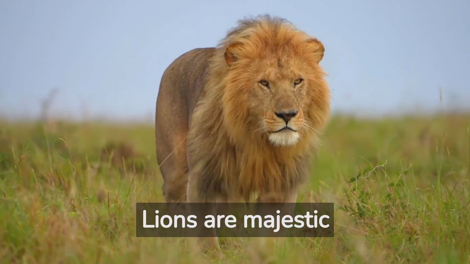 'Video thumbnail for Leaping Lions: Uncovering Fascinating Facts About Lion Behavior'