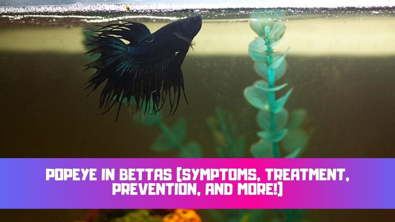 Video thumbnail for Popeye In Bettas (Symptoms, Treatment, Prevention, And More!)