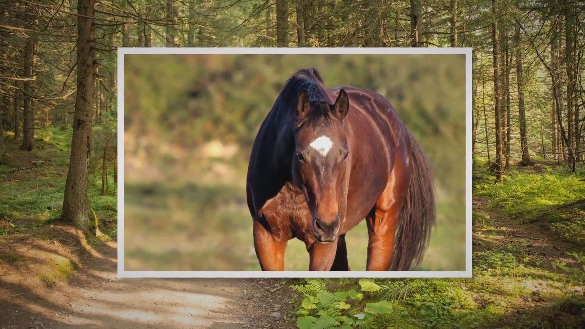 Video thumbnail for The Science Behind How Fast Can The Fastest Horse Run