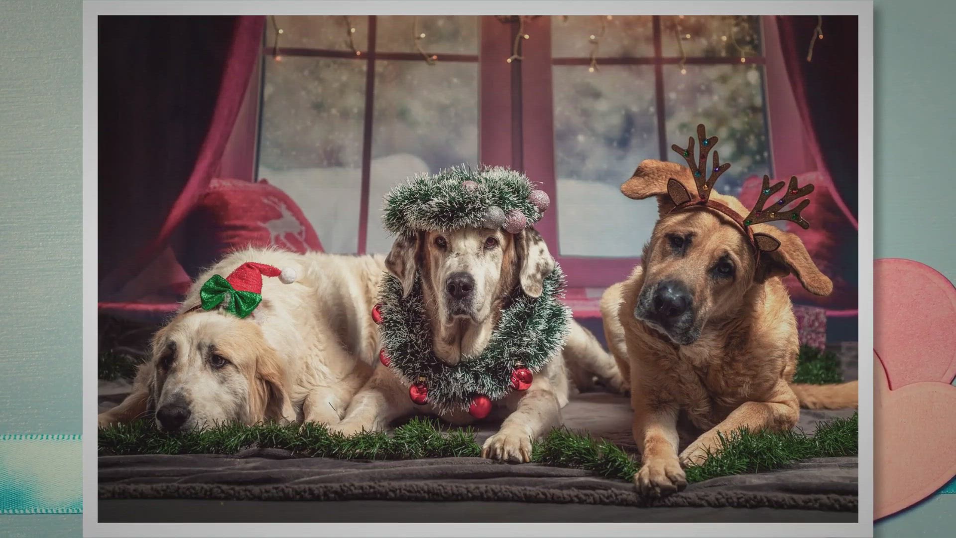 Video thumbnail for Offrir un calendrier de l'Avent pour chien.