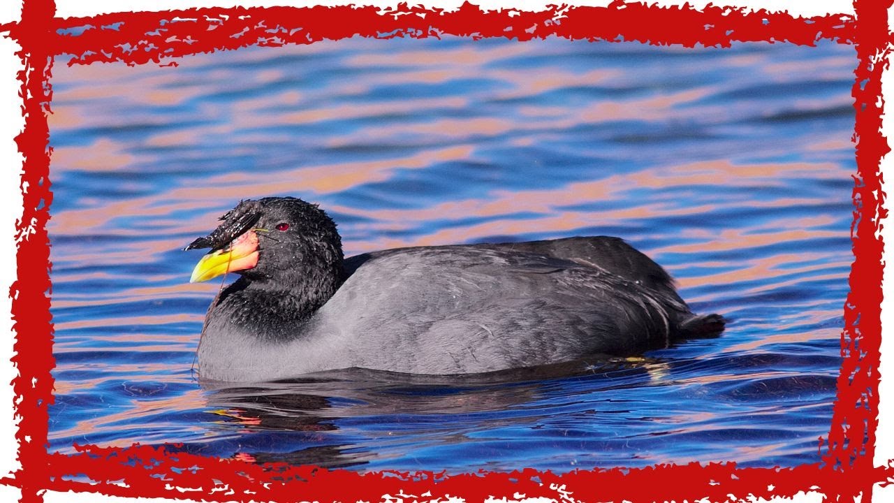 Video thumbnail for Horned Coot (Fulica cornuta) Call| Horned Coot Sound | Horned Coot Video | Horned Coot Song