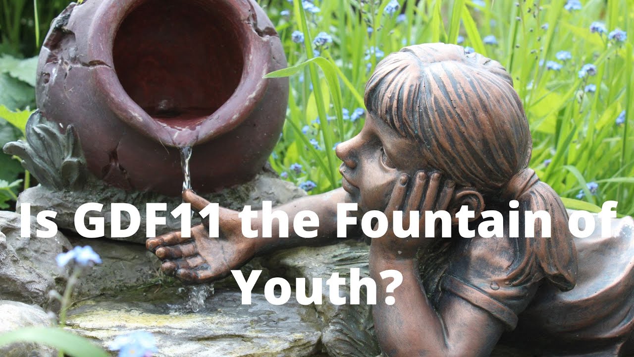 'Video thumbnail for Is GDF11 the Fountain of Youth?'