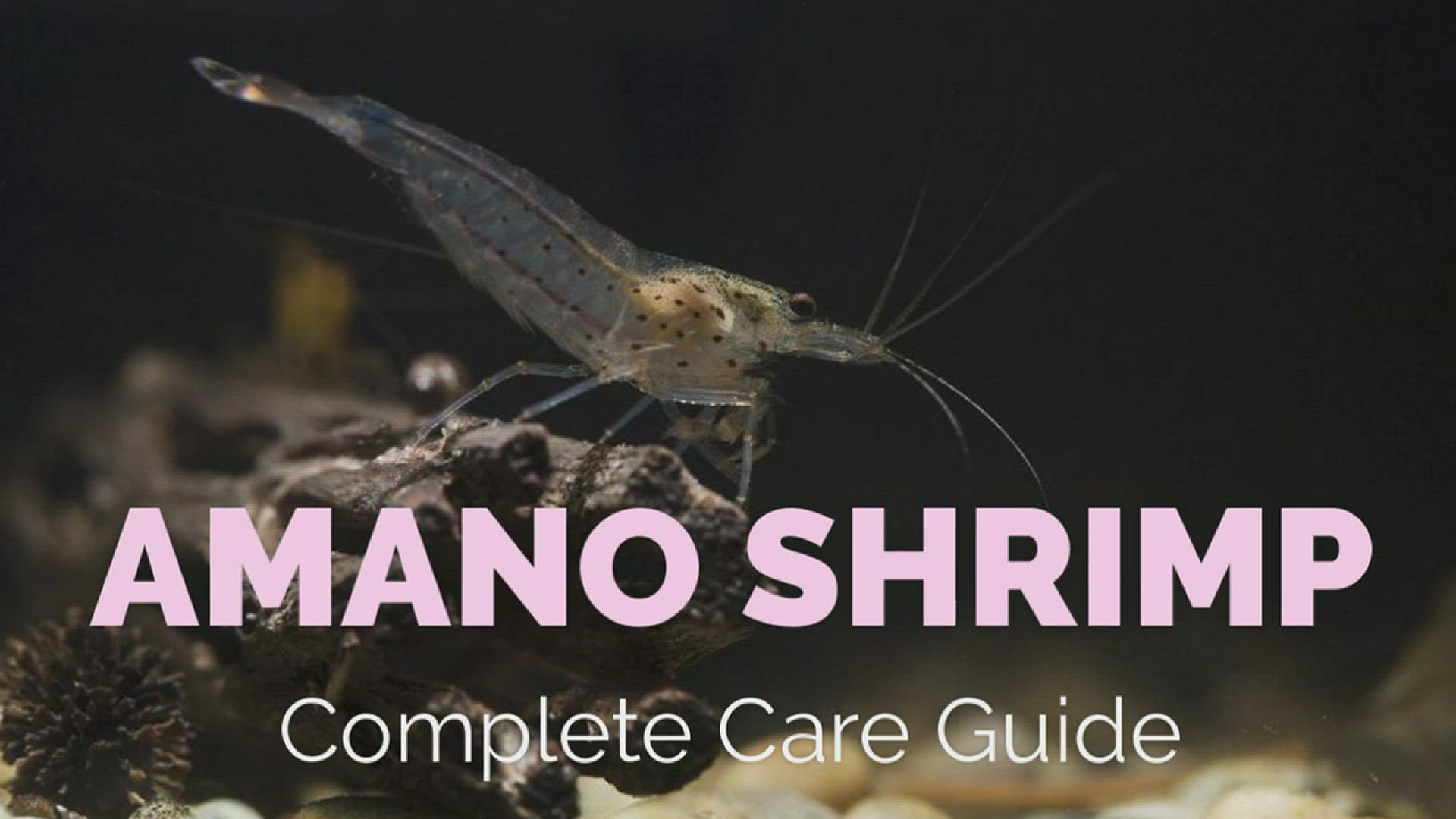 'Video thumbnail for AMANO_SHRIMP_Guide'