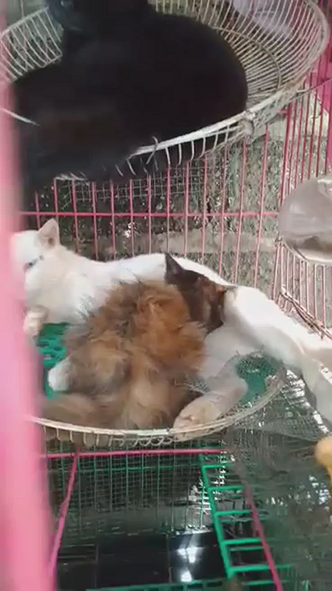 Video thumbnail for Why is our kitten suckling from our male cat?