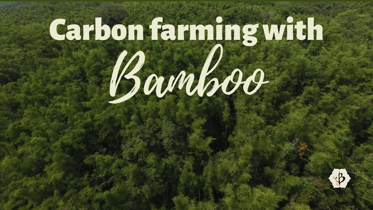 'Video thumbnail for Carbon Farming with Bamboo'