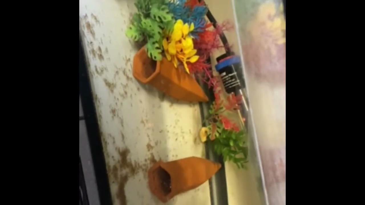 Video thumbnail for Rare cherry shrimp unboxing