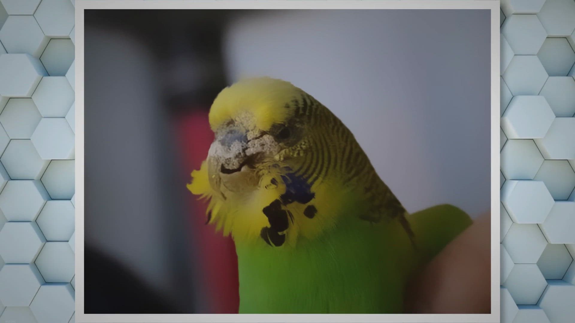 Video thumbnail for Untitled