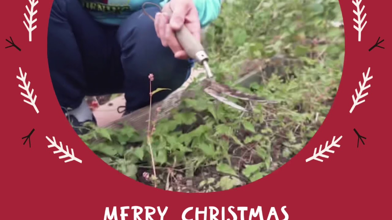 Video thumbnail for ✅ Wishing Everyone a Merry Christmas 🎄✨ | Festive Cheer & Heartfelt Thanks to All Garden Lovers 🌿❤️