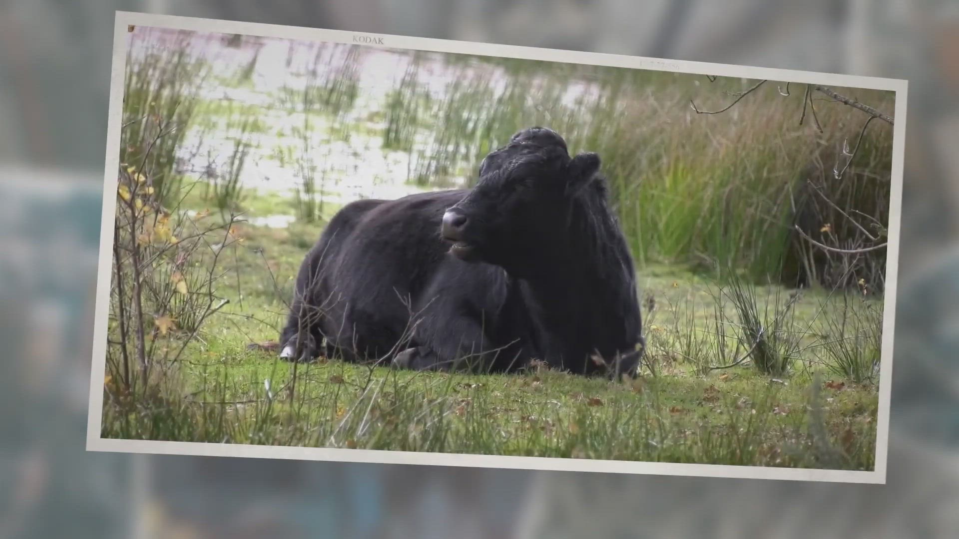 Video thumbnail for 5 Ways Drones Are Highly Useful In Managing Dairy Livestock