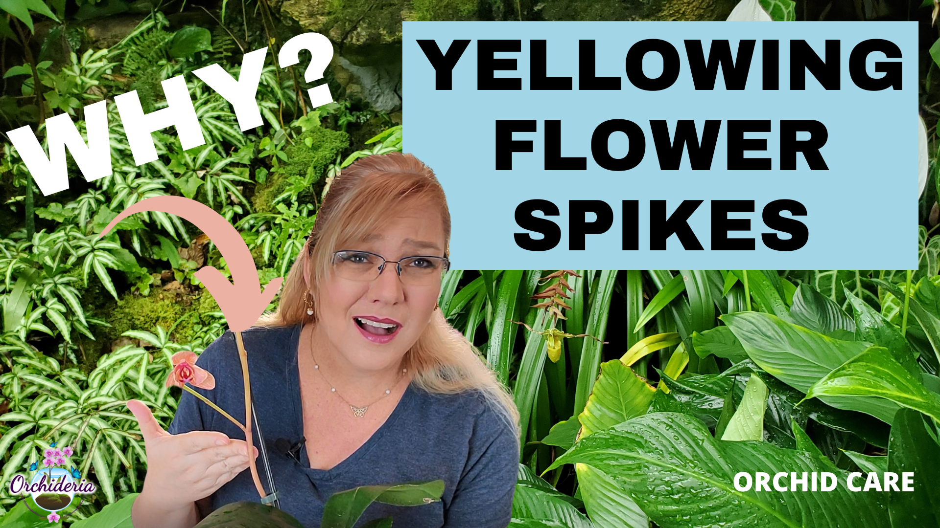 Video thumbnail for Yellow Spikes On Orchids