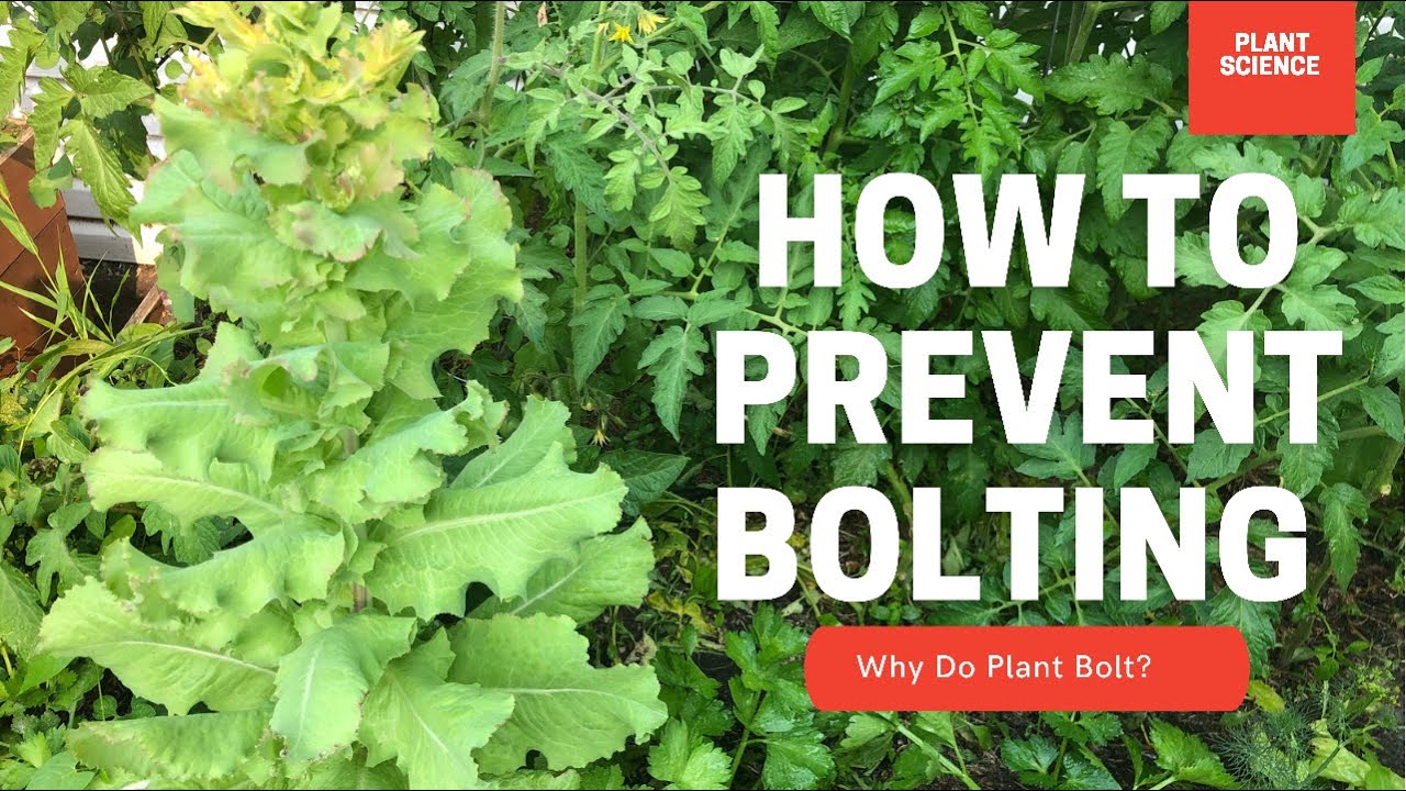 Video thumbnail for How To Prevent Bolting? Why Do Plants Bolt In The Heat? | Gardening in Canada