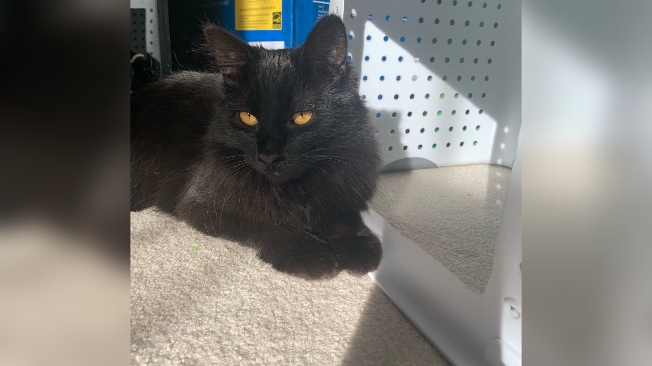 Video thumbnail for Pet of the Week 01/20/23