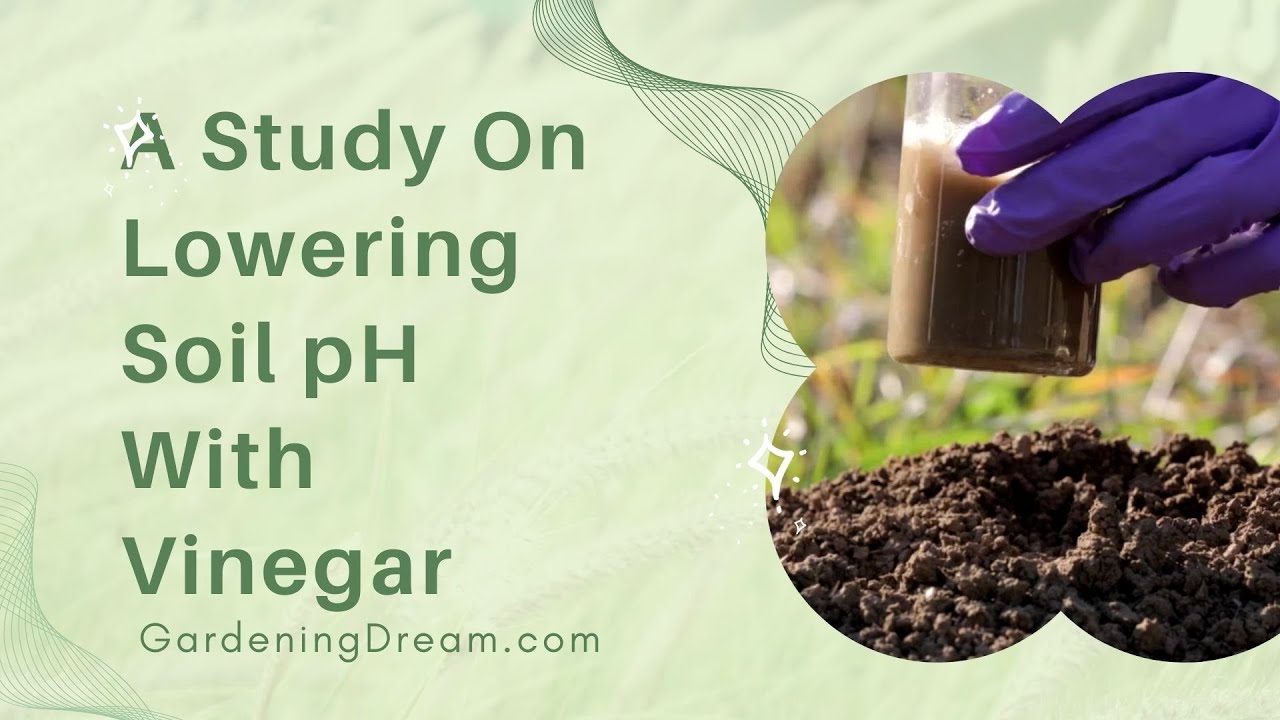 Video thumbnail for A Study On Lowering Soil pH With Vinegar