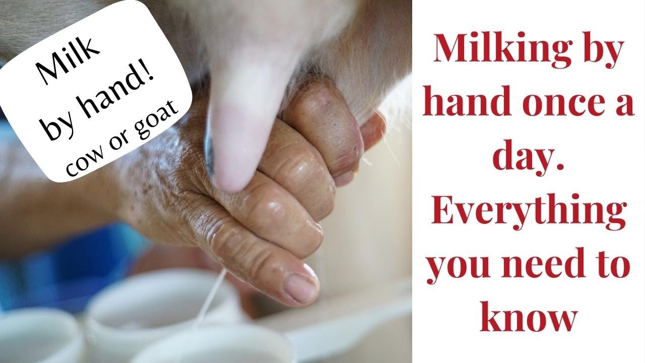 Video thumbnail for How to milk a cow by hand once a day