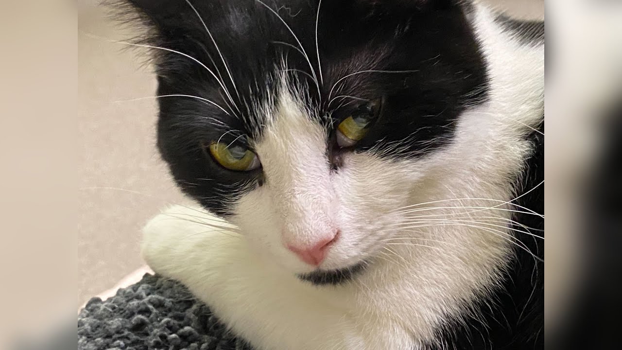 Video thumbnail for Pet of the Week 03/17/23