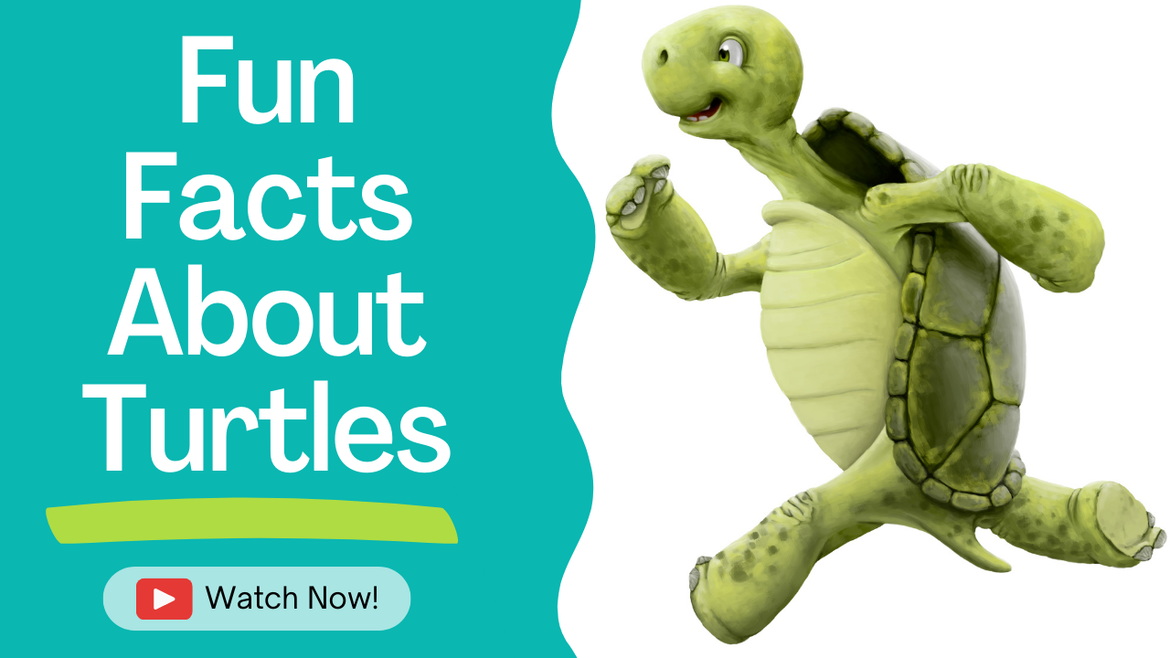 Video thumbnail for Fun Facts About Turtles | PetsBunch