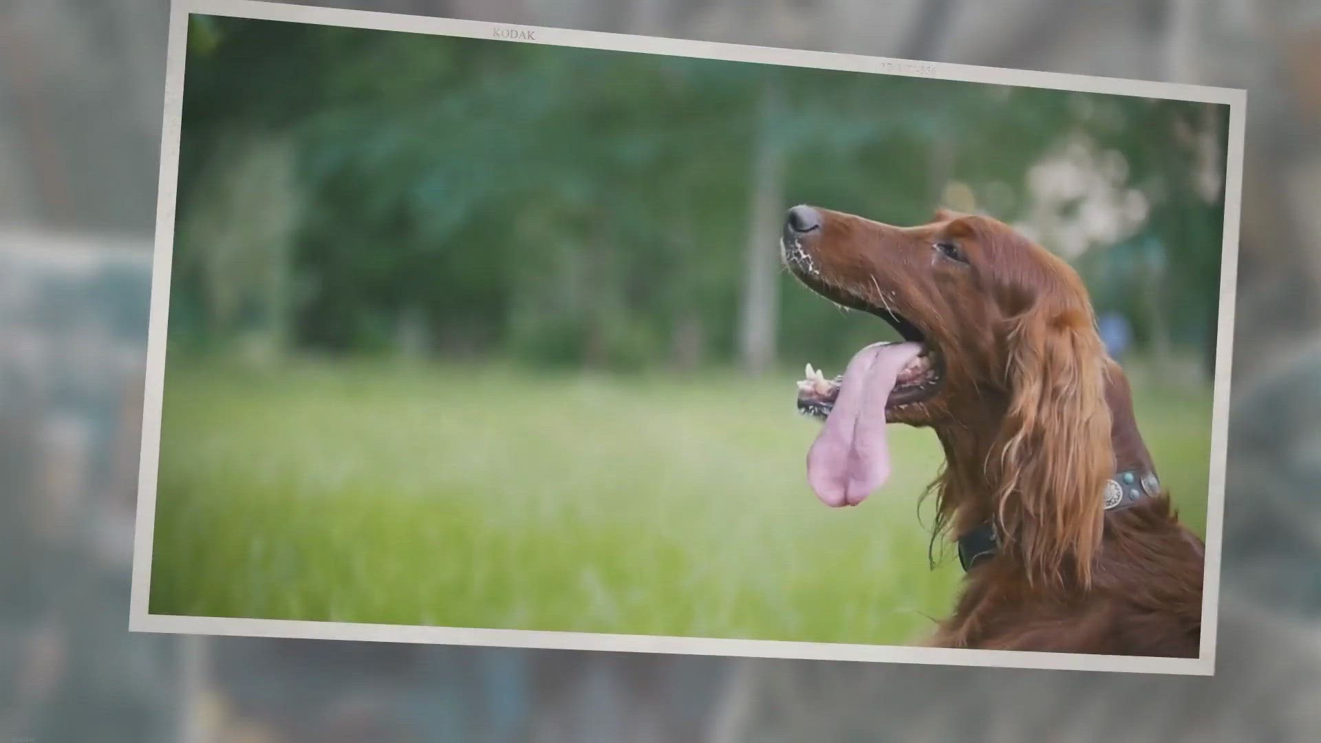 Video thumbnail for Ouch! How Hot Is Too Hot for a Dog This Summer?