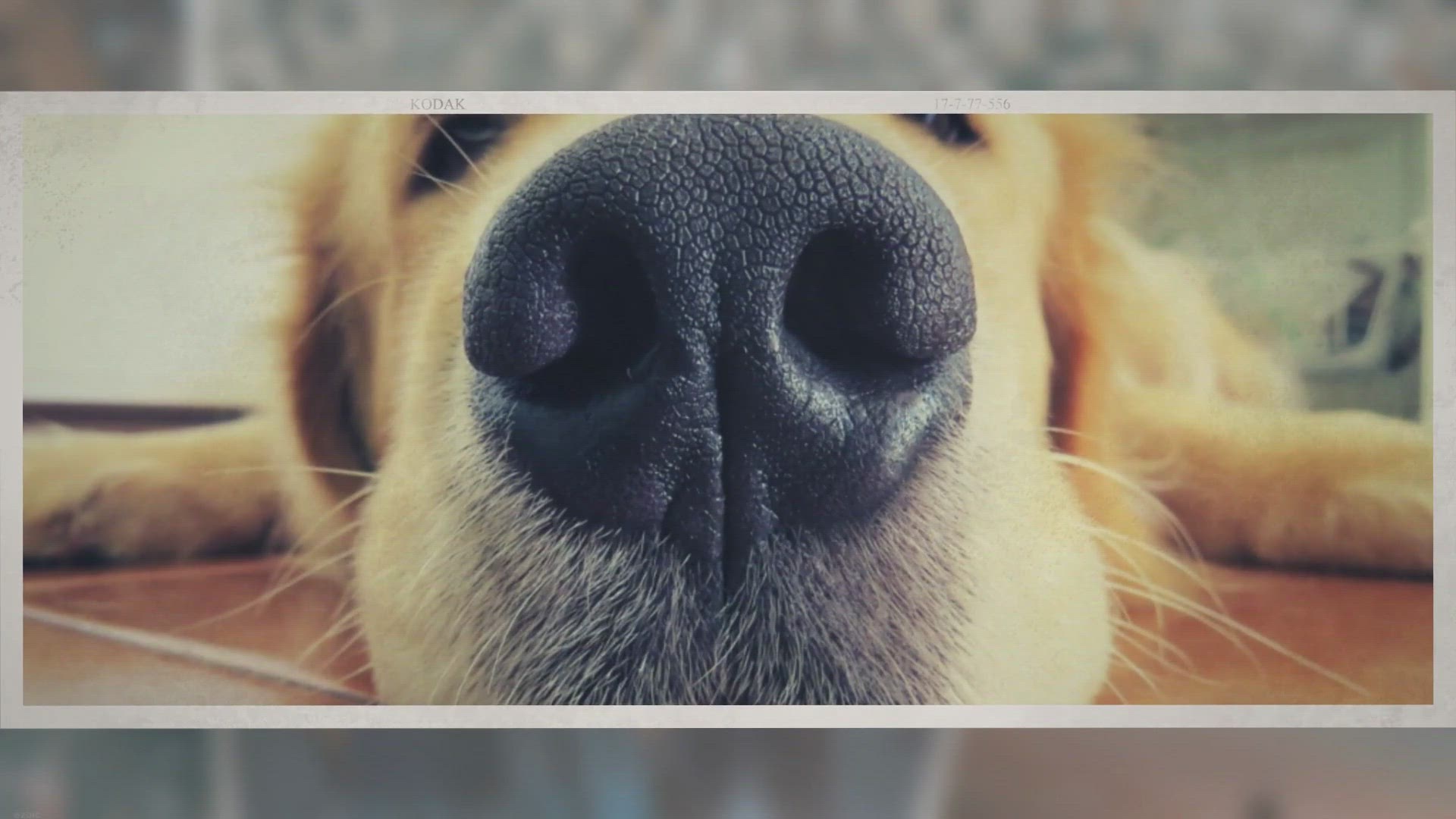 Video thumbnail for Can a Dog Break His Nose?