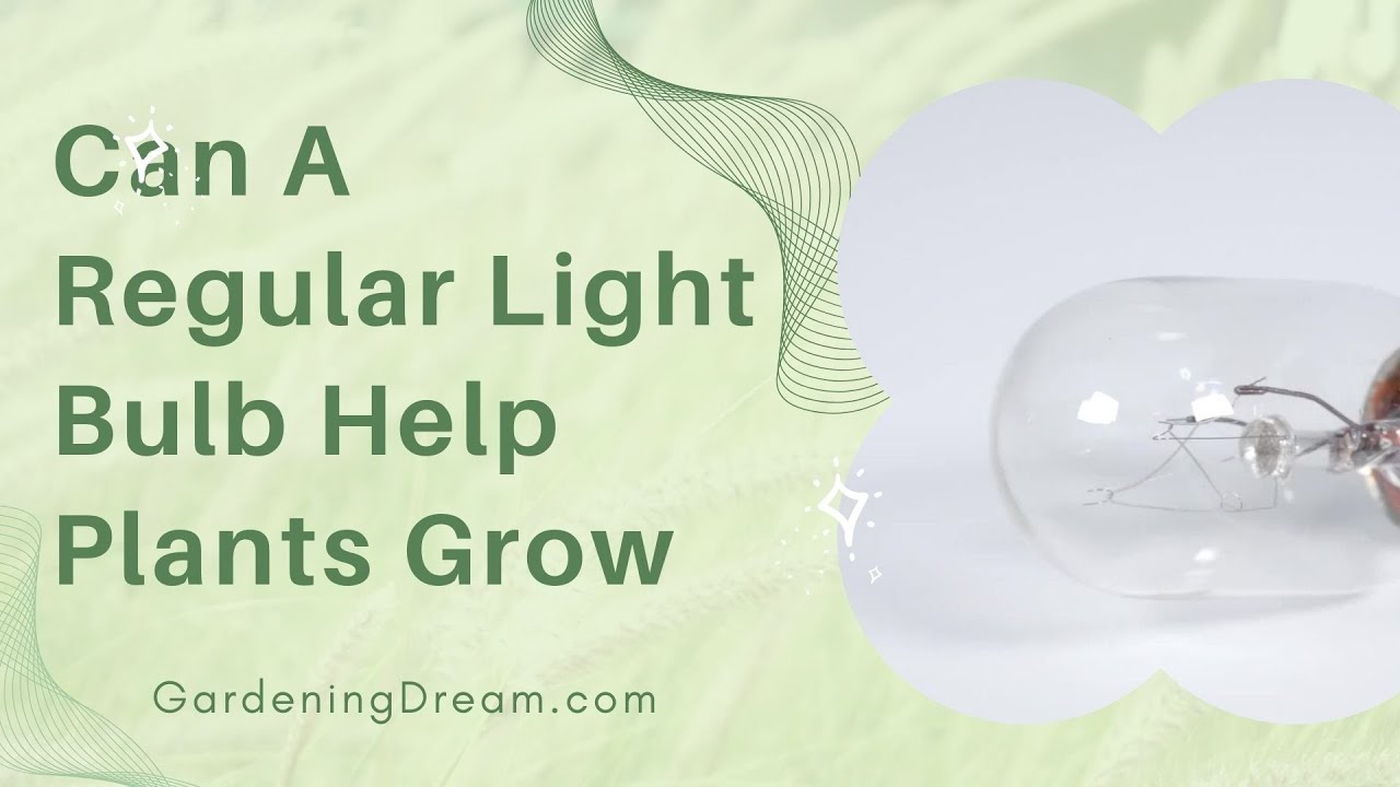 Video thumbnail for Can A Regular Light Bulb Help Plants Grow
