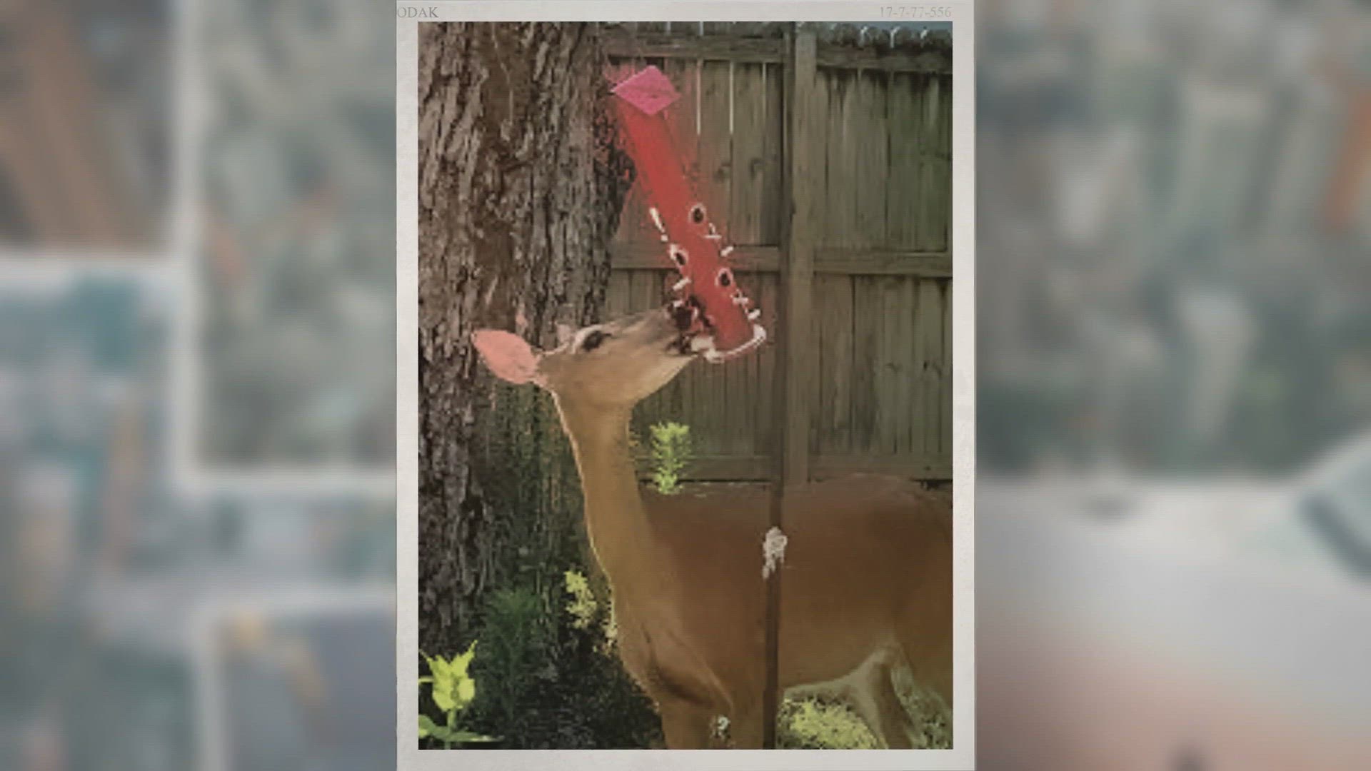 Video thumbnail for Best Deer Feeders For The Money