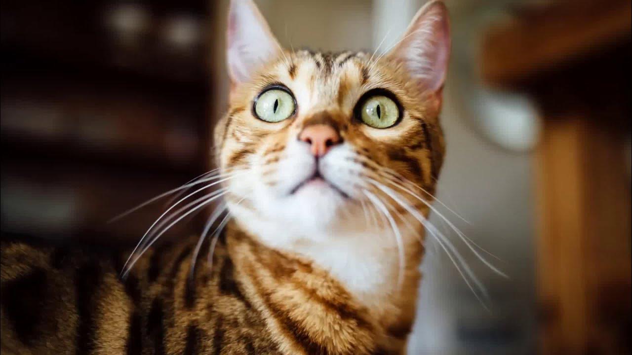 Video thumbnail for Top 20 Cat Names from movies