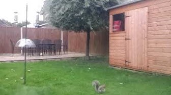 Video thumbnail for Squirrel Defeats The Baffle On A Bird Feeding Pole