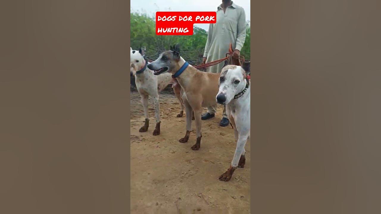 Video thumbnail for Dogs for Pork Hunting #dogs #barkingdog