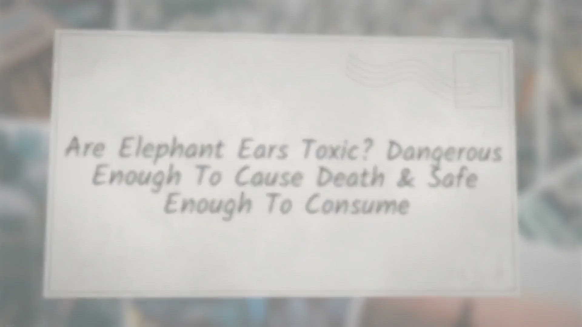 Video thumbnail for Are Elephant Ears Toxic? Dangerous Enough To Cause Death & Safe Enough To Consume