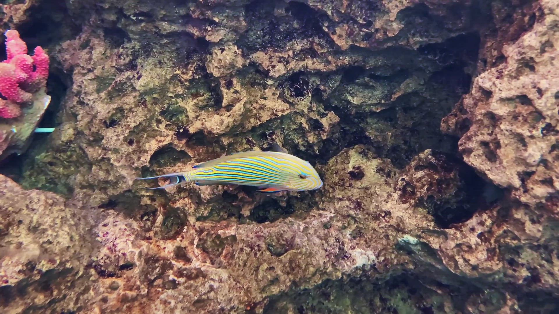 'Video thumbnail for Acanthurus lineatus'