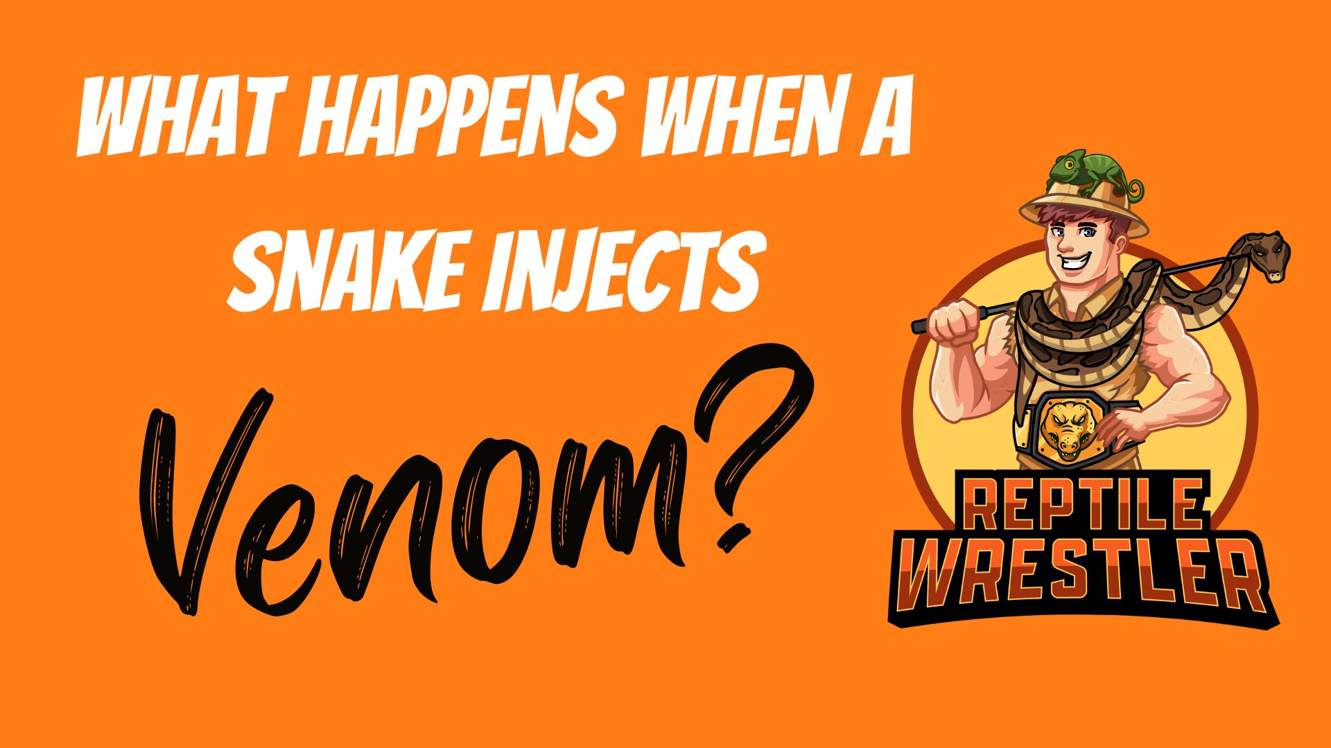 'Video thumbnail for What Happens When a Snake Injects Venom?'