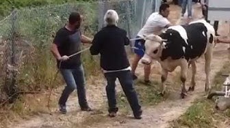 'Video thumbnail for Viehmarkt San Isidro 2014 - Feria Ganadera La Palma'