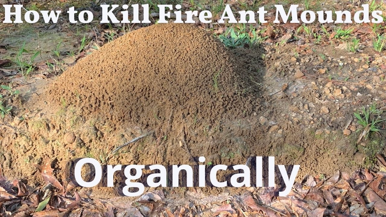 Video thumbnail for Killing Fire Ants Organically