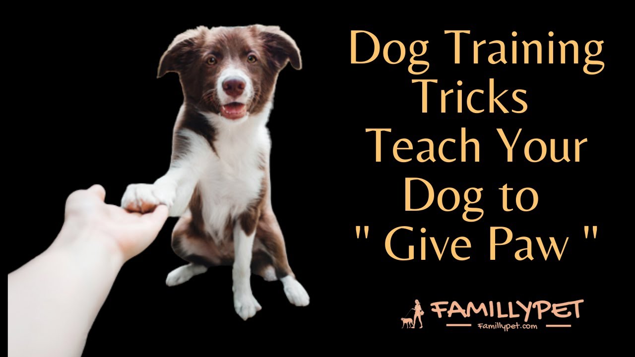 'Video thumbnail for Dog training tricks : Teach your dog to Give paw'