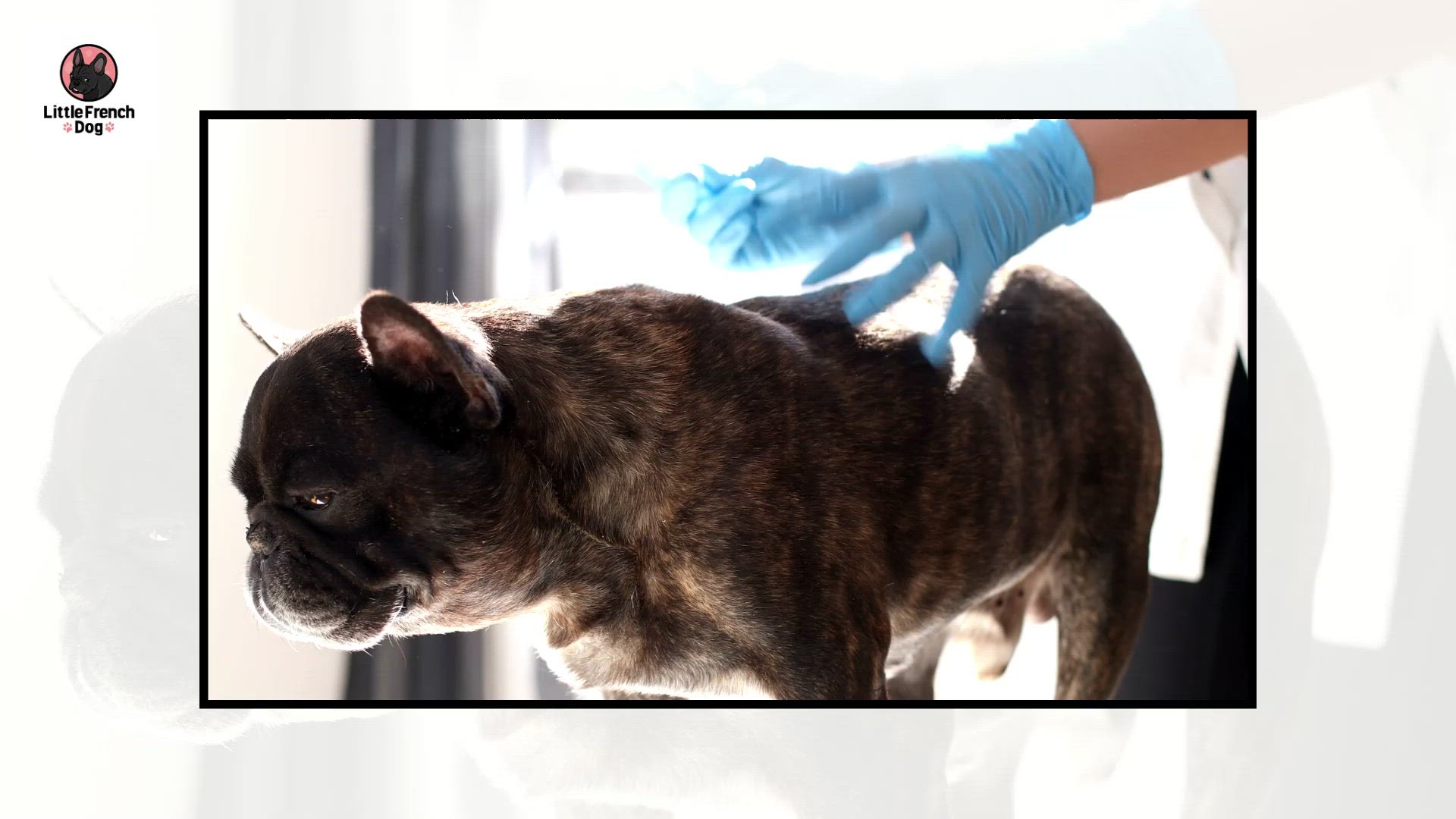 Video thumbnail for My French Bulldog Is Bleeding From Anus – What To Do!