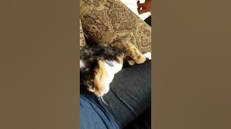 Video thumbnail for Hilarious Kitty Video: Please Don't Interrupt My Beauty Sleep #shorts