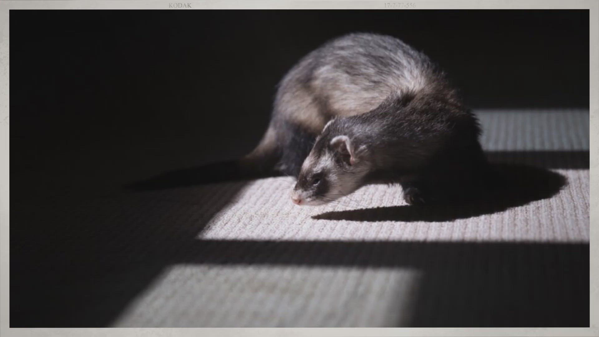 Video thumbnail for Are Ferrets Nocturnal? – Uncommon Ferret Facts