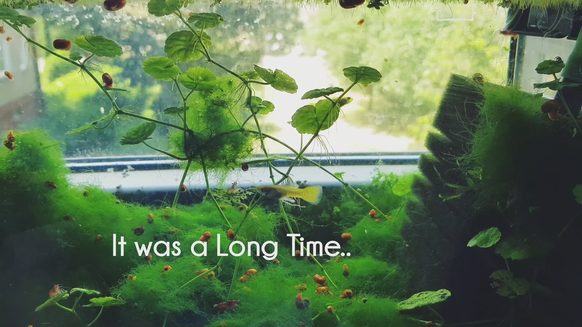 'Video thumbnail for Nano Planted tank'