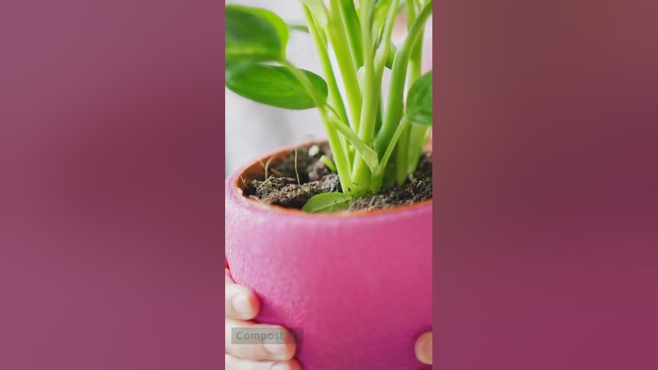 Video thumbnail for What to Do with Unwanted Indoor Plants? 6 Ways to not Make a Waste of Them!