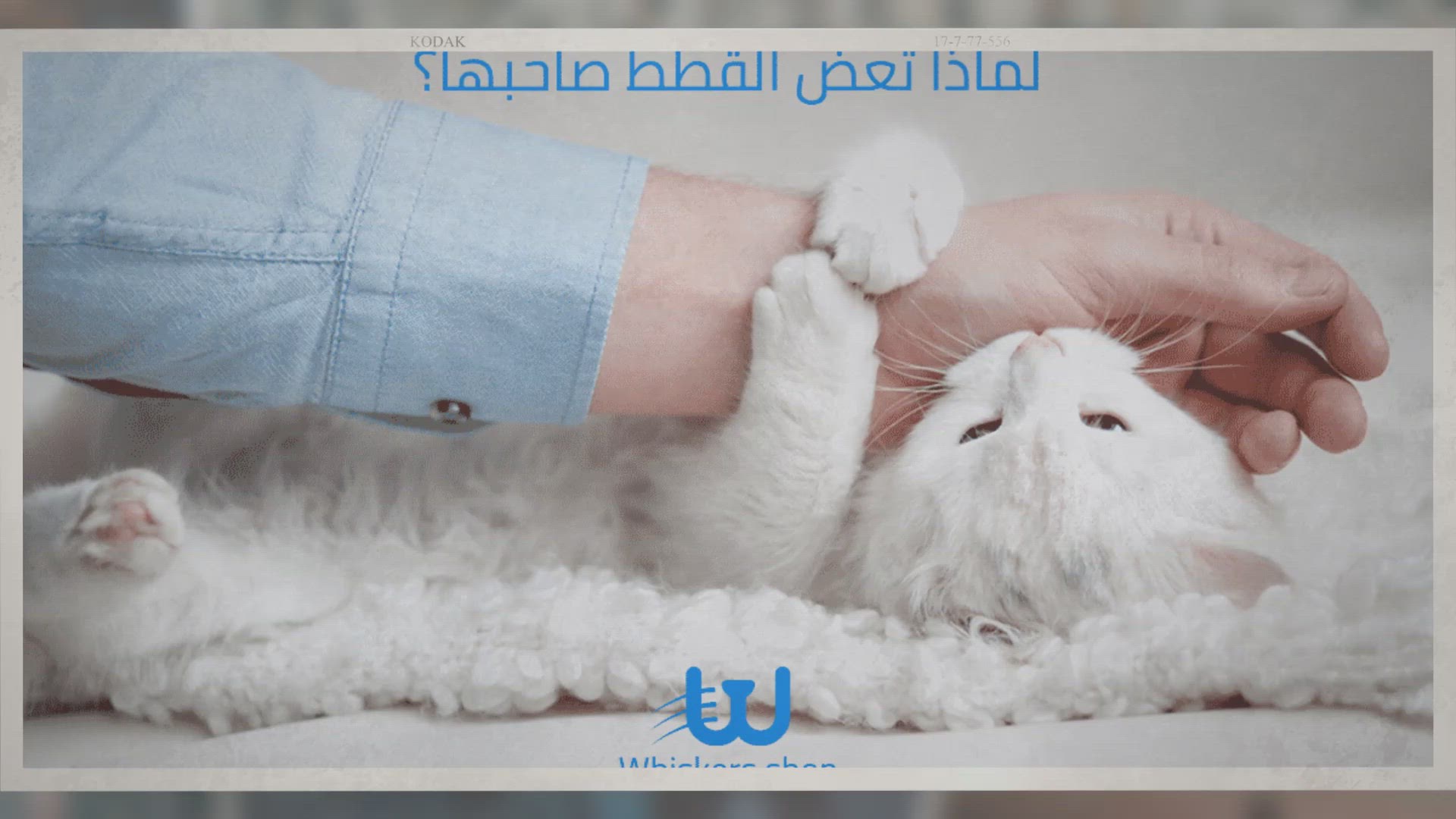 Video thumbnail for لماذا تعض القطط صاحبها - 4 أسباب تفسر عض القطط لصاحبها - ويسكرز