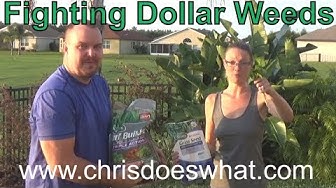 Video thumbnail for Trying Scotts 3 in 1 Turf Builder, Removing Dollar Weeds