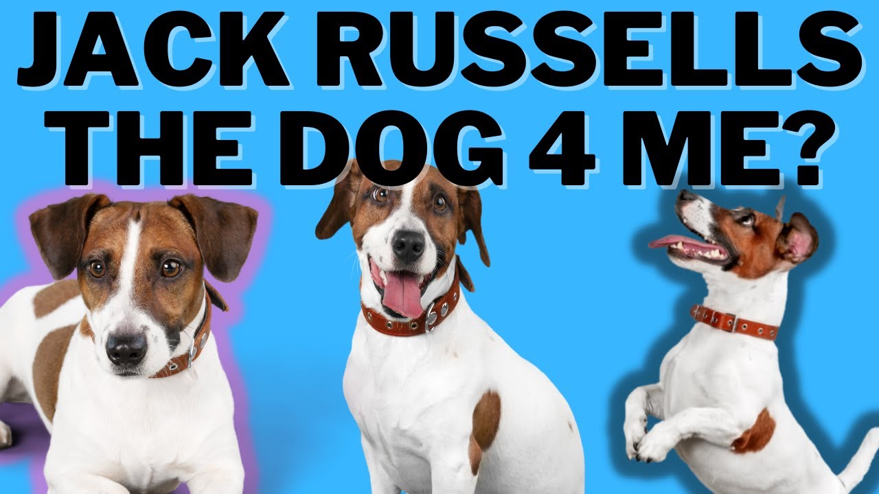 Video thumbnail for Jack Russell Terriers : Are Jack Russell's The Dog For You? (What You Should Know)