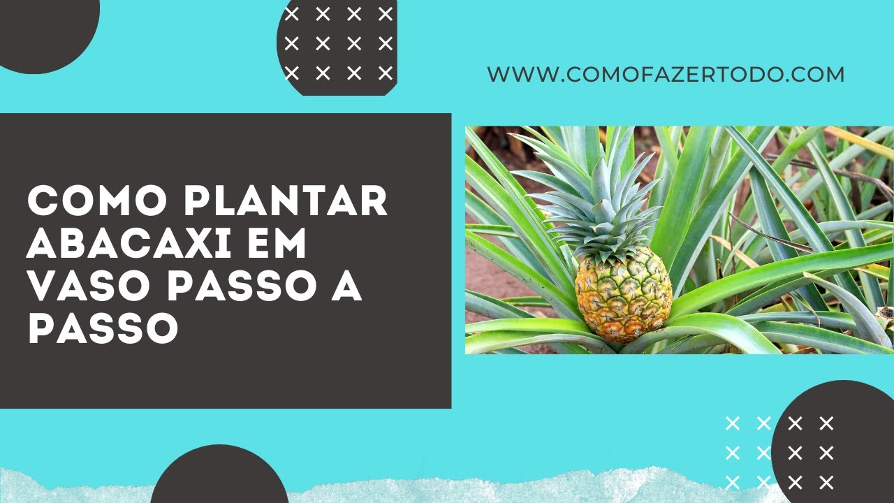 Video thumbnail for Como Plantar Abacaxi em Vaso Passo a Passo 🍍 Fácil e simples 🍍