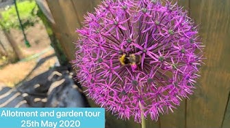 Video thumbnail for 🎥 ✅ “Allotment & Garden Weekly Tour 🌿📅 | May 25th 2020 – Seasonal Highlights, Progress & Updates 🌸✨”