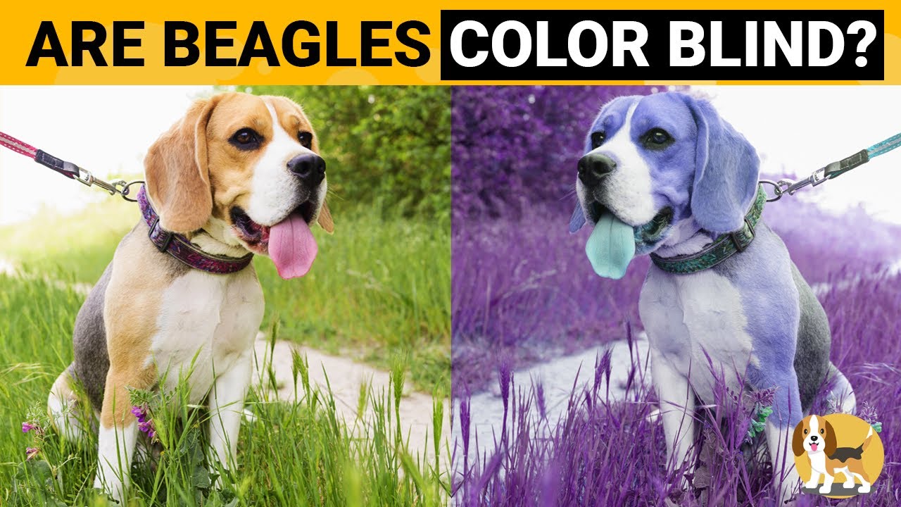 Video thumbnail for Can Beagles See Colors? This is How they See the World!