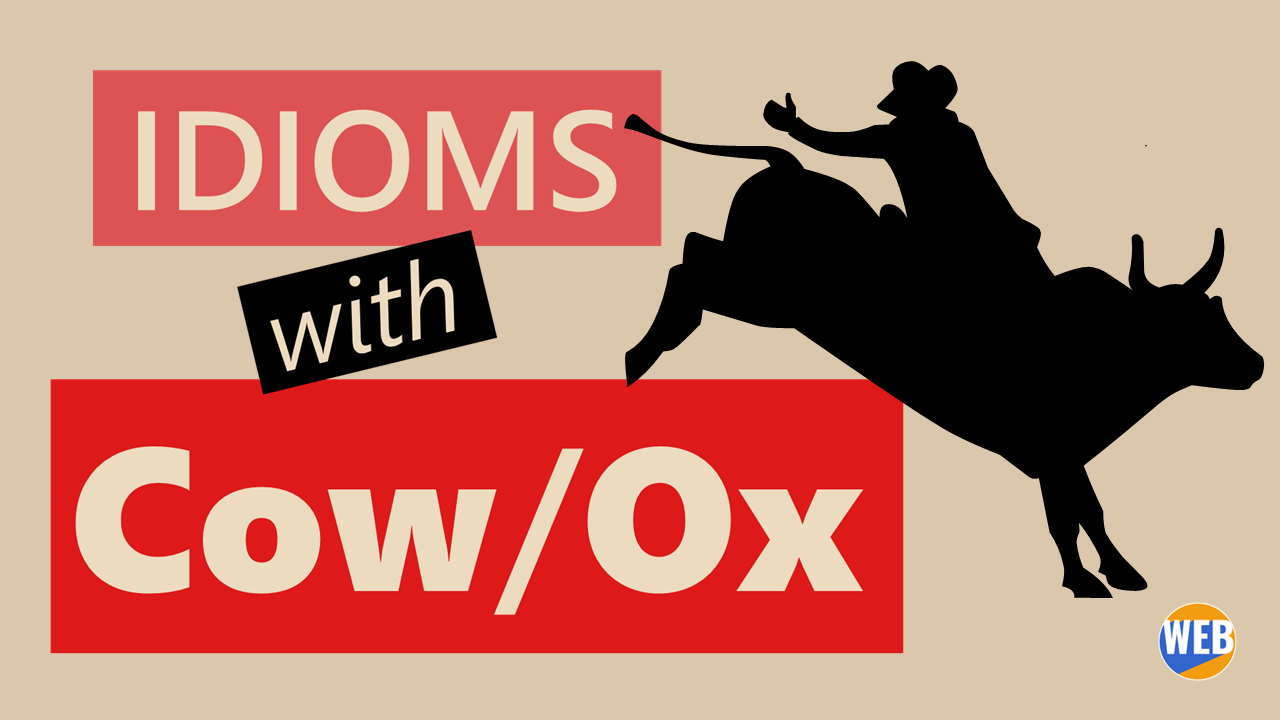 'Video thumbnail for Common Cow Idioms'