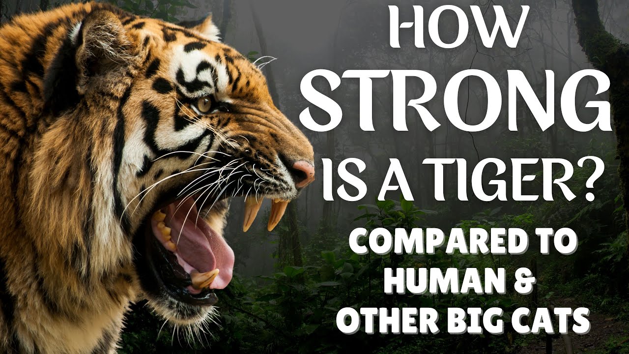Video thumbnail for How strong is a tiger - Tiger Strength - Why is tiger so strong