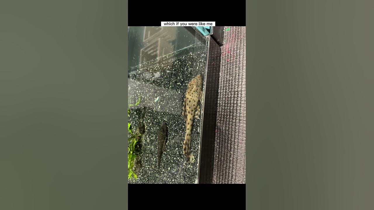Video thumbnail for The best tank mates for monster predator fish #plecos #monsterfish
