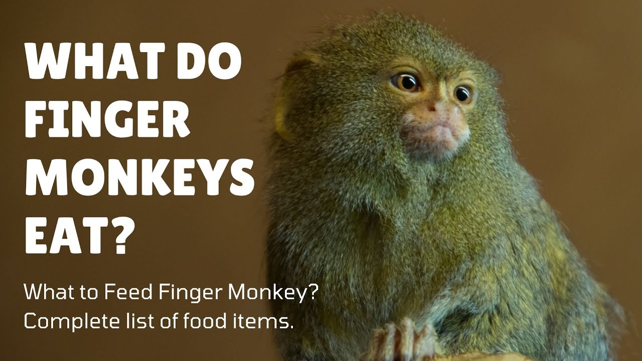 'Video thumbnail for What Do Finger Monkeys Eat - What to Feed Finger Monkeys - Finger Monkey Diet in Wild & Captivity'