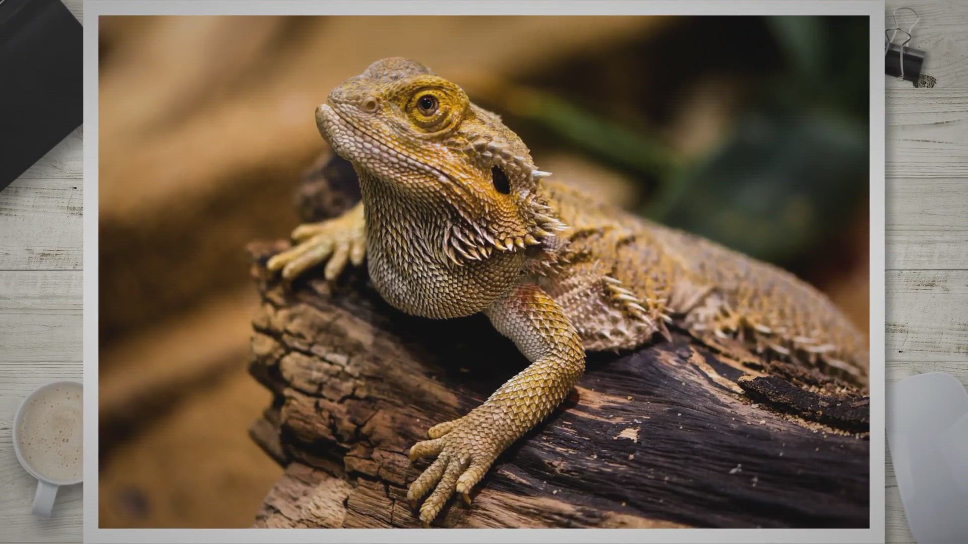 Video thumbnail for All About Bearded Dragon Poop: Colors, Runny, and More