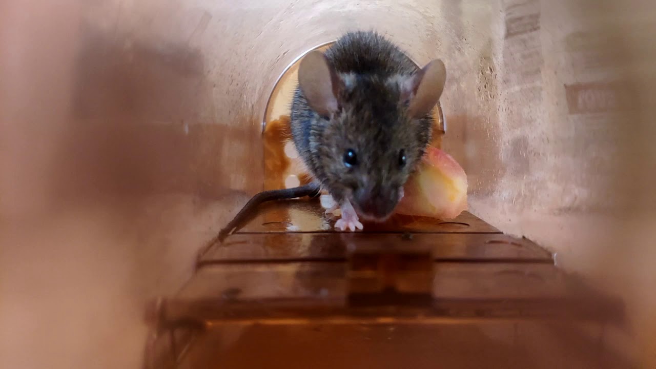 Video thumbnail for Petit mulot 1 720p